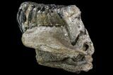 Southern Mammoth Jaw Section - Hungary #111759-4